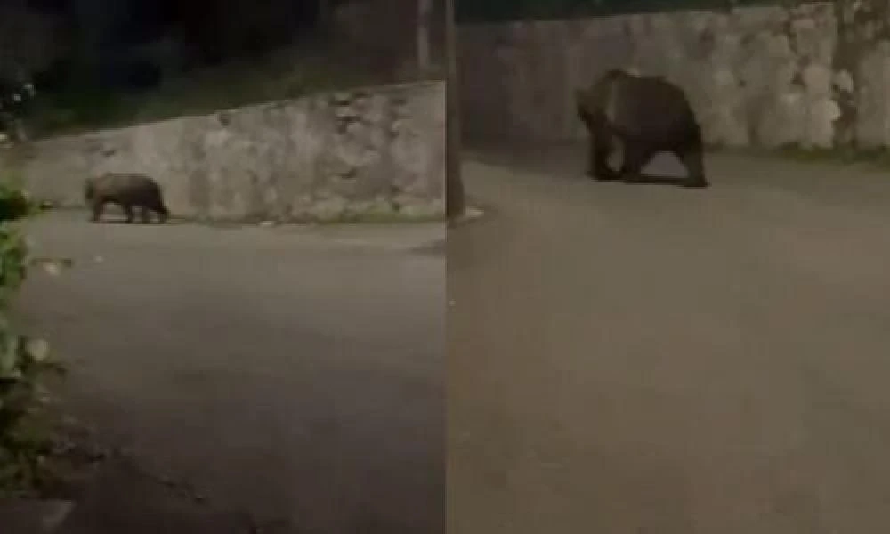 Αρκούδα έκοβε βόλτες στην πλατεία ορεινού χωριού των Ιωαννίνων!